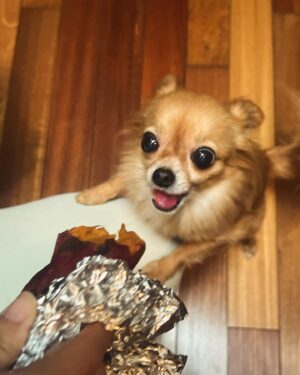 Annie Chang Instagram - Myrtle and the Sweet Potato: A Series 

Shot by @barnett_julian