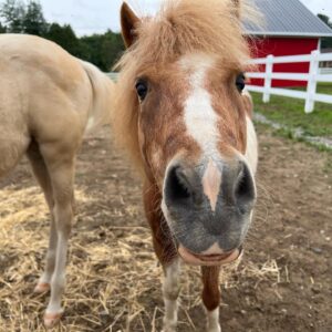 Annie Villeneuve Instagram - Les beaux chevaux au camp de jour de ma fille 😍 Quels activités font vos enfants cet été?