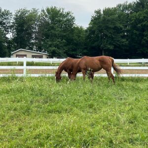 Annie Villeneuve Instagram - Les beaux chevaux au camp de jour de ma fille 😍 Quels activités font vos enfants cet été?