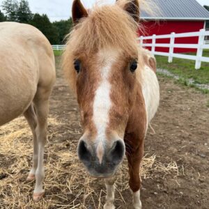 Annie Villeneuve Instagram - Les beaux chevaux au camp de jour de ma fille 😍 Quels activités font vos enfants cet été?