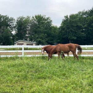 Annie Villeneuve Instagram - Les beaux chevaux au camp de jour de ma fille 😍 Quels activités font vos enfants cet été?