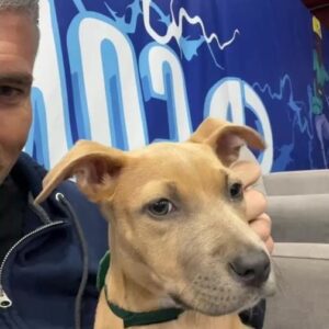 Anson Mount Instagram - Her name is Gene Gray and she is at @houstonhumane