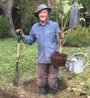 Anthony Daniels Instagram - In a hole with Magnolia campbelli x Magnolia liliiflora, known throughout the galaxy as Magnolia ‘Star Wars’. 
The Force will be with it. Plus watering and sunshine, of course. Fingers, green or not, crossed.
Thank you @pascalgarbe and the team at #jardinsfruitierslaquenexy for this most welcome gift!
#iamc3po #c3po #starwars #magnoliatree #theforce