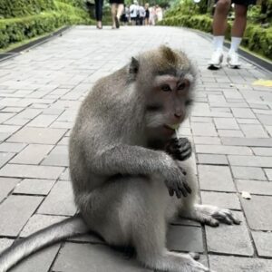 Anthony Matéo Instagram - Ubud Dump 🌱
merci @villamuliaubud pour ce séjour incroyable ❤️
Un petit havre de paix en plein cœur de la jungle 🌴
@bali.superhost #ubud #monkey #bali #travel #collab