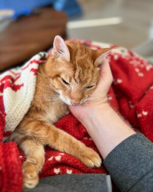 Anthony Rapp Instagram - Spike has let us know his time on this planet is coming to an end. I am heartbroken & also forever grateful to him for his 19 years of wonderful companionship. He’s fought & won many other health battles over the years, but kidney failure has beaten him this time. 💔💔💔