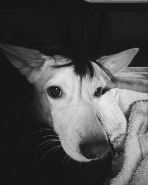 Aoi Yoshikura Instagram - Welcome Tsuki🌙

突然ですが、家族が増えましたっ
@rescue_dog_cat で出会ったツキです！

ツキとの出会いは約半年前。
フラッと1人でお邪魔した譲渡会でした。

野犬たちが怖がって重なり合っている中に一際ビビりまくっていた子がツキだった気がする。
私はここまで怖がるワンコを見たことがなかったから衝撃でした。

それから数ヶ月後の譲渡会では見違えるほどになっていたツキ。
声をかけたり自分に注目されているって気づくと警戒している様子はあるけど、前回見た時とは比べられないくらい立派に譲渡会の会場にいたのが驚きでした。

それからと言うもの、ツキが参加していると聞けばほとんどの譲渡会に行ってツキに会いに行くように🤭
(この頃からツキのファン笑)

会いに行けば行くほど、かわいくてかわいくて泣けてくるほどだったの😂
ただ、可愛く思えば思うほどイビキがいなくなった日のことを思い出しては震えちゃう。。。

そんな時に背中を押してくれたのは
マキさんとマーシーとなおさん！
@maki_kiriyama
@ponpon_marcy
@naokotani__

マキさんとマーシーはツキの名付け親でもあります！

1度ツキと生活してみたらと言ってもらって
昨年末からツキと預かりボランティア、と言う形で生活してみることに。

とにかく怖がりさんなツキ。

我が家に来てもクレートから出てこない、ご飯も食べないかもしれない、お散歩もなかなかできないんじゃないか
そんな風に思っていたんだけど。。。

即クレートから出てくるし、ご飯もペロリと食べるし、
うちに来て2日後からは1度もクレートに興味を示さない😂

なんなら、目ひん剥いてベロ出して寝言言いながらしょっちゅう寝てる😇
(想像してた野犬のイメージと違う笑)

リードを付けるときは怖いけど、お散歩もあっという間に慣れてくれた！

初日から私の足元で寝るし、今では私の腕枕、私とお顔くっ付けて寝るんだよーーーーーーーー！！！！！

凄まじいスピードで人間界、我が家を学んで生きようとするツキがとっっってもたくましくて。
これからの人生ツキと楽しく幸せに過ごしたいと決意できました✨

そして野犬だったツキが
ここまで家庭犬として生活できるのは
ほかでもない
@rescue_dog_cat の代表美帆さんと
ツキの預かりボランティアをしていた
@2013poo 梢さんのおかげです！！！

ツキ、2人の偉大なビッグママたちに感謝だね😌🫶🏻

そして私の愛するイビキ！
お空の生活はどうでしょうか？
イビがそっちに行って2年が経とうとしているけど
あなたに弟ができました！
イビがだーいすきなカバさんとワニさんのおもちゃはツキも1番お気に入りらしい😂
一瞬で終わってしまった気がするイビとの9年、たくさんの心残りがあったし、ワンコにとっての時間はとてつもなく貴重なんだとイビキに教えてもらったよ。
ツキとの一分一秒を幸せいっぱいに過ごせるように見守っててね😌
いつまでも心の底から愛してるよ。

マイラブリーツキ、これから私の相棒として末長くよろしくね🐕