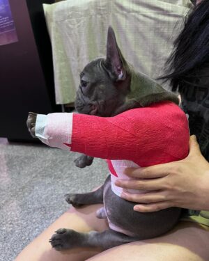 Apisit Opasaimlikit Instagram - แขนหักแล้วคับ ขอกำลังใจให้ผมด้วย #ollie #frenchie #frenchbulldog #olliegoodboi @olliegoodboii