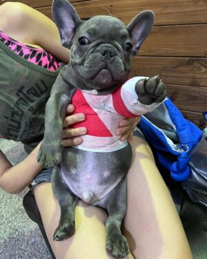 Apisit Opasaimlikit Instagram - แขนหักแล้วคับ ขอกำลังใจให้ผมด้วย #ollie #frenchie #frenchbulldog #olliegoodboi @olliegoodboii