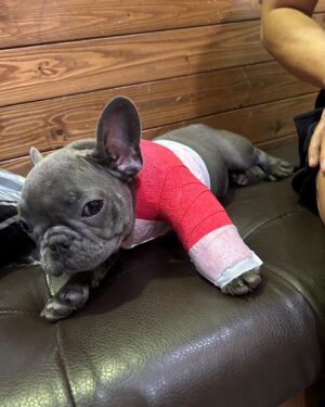 Apisit Opasaimlikit Instagram - แขนหักแล้วคับ ขอกำลังใจให้ผมด้วย #ollie #frenchie #frenchbulldog #olliegoodboi @olliegoodboii