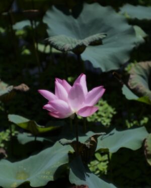 Arata Iura Instagram - _
台湾の植物たち
ショウガ科の種類が多いのおもしろい
西表島で出逢ったサガリバナを台湾でも見れた

#台北植物園
#leica
#leicam10r