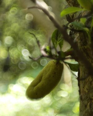 Arata Iura Instagram - _
台湾の植物たち
ショウガ科の種類が多いのおもしろい
西表島で出逢ったサガリバナを台湾でも見れた

#台北植物園
#leica
#leicam10r