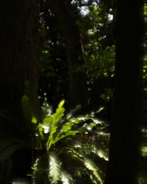 Arata Iura Instagram - _
台湾の植物たち
ショウガ科の種類が多いのおもしろい
西表島で出逢ったサガリバナを台湾でも見れた

#台北植物園
#leica
#leicam10r