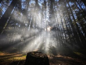 Arunoday Singh Instagram - •
By the morning light,
Of the winter Sun,
Under skies blue 
With the promise of
The warmth to come,

I sit in old silence,
I sit under older pines.
By this ancient muse,
I lose sense of myself.
All sense of what's mine.

But, I still
Think of you.
•
•
