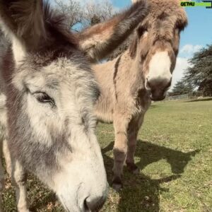 Asaf Avidan Instagram - Spring is springing and we are all stretching outwards towards the sun…
A few random spring moments from the @differentpulses_sanctuary to welcome all you new followers and to say thank you to everyone that’s been following for a while. 
Much love
🌿☀️