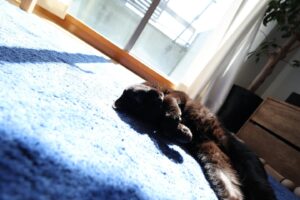 Asei Miki Instagram - 助六。もうすぐ9歳になります。
長生きしてくれー！

#助六
#黒猫
#保護猫