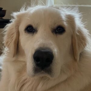 Ashley Bell Instagram - Happy national dog day to my #1 floof!!! She’s always got eyes on me!! She kind of communicates with vibes. She can always read my mind. She won’t do things that don’t make sense and I really appreciate that. And she’s turned my home into her mountain 🏔️ to protect which is my favorite thing in the whole world. 🤍🤍 #nationaldogday #guardianangel #greatpyrenees