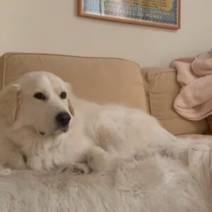 Ashley Bell Instagram - Happy national dog day to my #1 floof!!! She’s always got eyes on me!! She kind of communicates with vibes. She can always read my mind. She won’t do things that don’t make sense and I really appreciate that. And she’s turned my home into her mountain 🏔️ to protect which is my favorite thing in the whole world. 🤍🤍 #nationaldogday #guardianangel #greatpyrenees