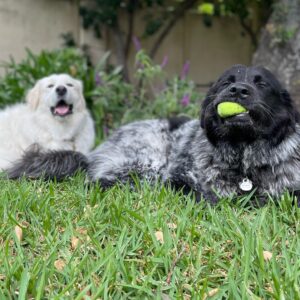 Ashley Bell Instagram - Happy national dog day to my #1 floof!!! She’s always got eyes on me!! She kind of communicates with vibes. She can always read my mind. She won’t do things that don’t make sense and I really appreciate that. And she’s turned my home into her mountain 🏔️ to protect which is my favorite thing in the whole world. 🤍🤍 #nationaldogday #guardianangel #greatpyrenees