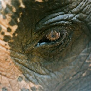 Ashley Bell Instagram - Happy World Elephant Day! I was cellularly changed after meeting an elephant in the jungle. Their jungle, doing their thing, breathing their air, with no one to stop them. Under @lek_chailert guise so the elephants were safe, and the people were too. Some pics and video from Cambodia, Thailand and Kenya. Going through the airport for @loveandbananasmovie security would not manually check the film so they put it through the X-ray. At the time I was in a sheer panic but now my favorite part of these pictures are the white blobs. 🐘 #worldelephantday #saveelephants #asianelephant #africanelephant #shootonfilm