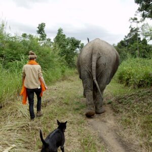 Ashley Bell Instagram - Happy World Elephant Day! I was cellularly changed after meeting an elephant in the jungle. Their jungle, doing their thing, breathing their air, with no one to stop them. Under @lek_chailert guise so the elephants were safe, and the people were too. Some pics and video from Cambodia, Thailand and Kenya. Going through the airport for @loveandbananasmovie security would not manually check the film so they put it through the X-ray. At the time I was in a sheer panic but now my favorite part of these pictures are the white blobs. 🐘 #worldelephantday #saveelephants #asianelephant #africanelephant #shootonfilm