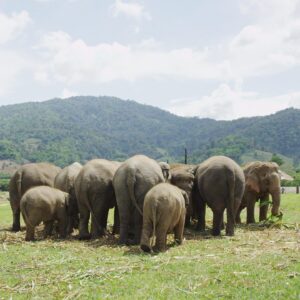 Ashley Bell Instagram - Happy World Elephant Day! I was cellularly changed after meeting an elephant in the jungle. Their jungle, doing their thing, breathing their air, with no one to stop them. Under @lek_chailert guise so the elephants were safe, and the people were too. Some pics and video from Cambodia, Thailand and Kenya. Going through the airport for @loveandbananasmovie security would not manually check the film so they put it through the X-ray. At the time I was in a sheer panic but now my favorite part of these pictures are the white blobs. 🐘 #worldelephantday #saveelephants #asianelephant #africanelephant #shootonfilm