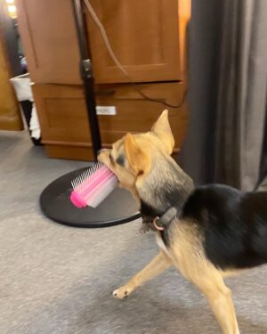 Ashley Bell Instagram - Backstage in a really special place w a bunch of really special people 🤍 3 shows left of @groundlingssundayco and wild sillies 
(majority of 📸: @ethelmermen) #backstage #running #sundaycompany #wigs #towels #dogs