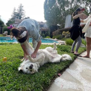 Ashley Bell Instagram - Sun, pool, frambz, fam, babies, dogs, a swarm of bees! Heaven! 🐝 🍰 🏊‍♀️ ☀️🍉@groundlingssundayco Memorial Day hang and the start of summer!!! Dreambz 🥰  #memorialday #brokenforks #hattie #jude! #erinberry #gabbiewasatahorrormarathon
