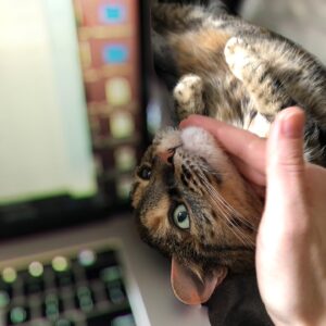 Ashley Clements Instagram - We said goodbye to Perdita this weekend, my beloved companion for 13 years. Cancer took her far too young, but we will always treasure the time we had and what a loving and snuggly cat she was. Her favorite place in the world was in one of our laps. We were as obsessed with her as she was with us, and our hearts are as full as they are broken.