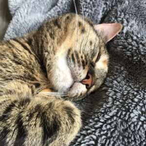 Ashley Clements Instagram - We said goodbye to Perdita this weekend, my beloved companion for 13 years. Cancer took her far too young, but we will always treasure the time we had and what a loving and snuggly cat she was. Her favorite place in the world was in one of our laps. We were as obsessed with her as she was with us, and our hearts are as full as they are broken.