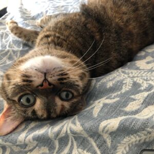 Ashley Clements Instagram - We said goodbye to Perdita this weekend, my beloved companion for 13 years. Cancer took her far too young, but we will always treasure the time we had and what a loving and snuggly cat she was. Her favorite place in the world was in one of our laps. We were as obsessed with her as she was with us, and our hearts are as full as they are broken.