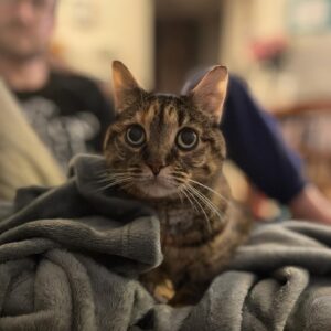 Ashley Clements Instagram - We said goodbye to Perdita this weekend, my beloved companion for 13 years. Cancer took her far too young, but we will always treasure the time we had and what a loving and snuggly cat she was. Her favorite place in the world was in one of our laps. We were as obsessed with her as she was with us, and our hearts are as full as they are broken.