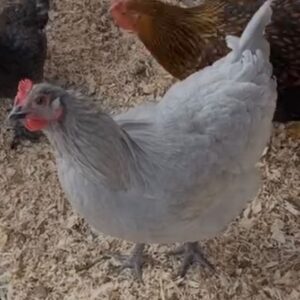 Ashley Davies Instagram - 🐔🌞 Beating the Heat: Happy Chickens Edition! 🌞🐔

Hey there, fellow chicken ladies! 🐣 As temperatures rise during this scorching heatwave, it’s crucial to ensure our gals stay cool and comfortable. 🌡️☀️ So, I have rounded up some egg-cellent tips to help you keep your beloved chickens chill during these sizzling days! 😎

1️⃣ Provide Shade: Set up shady spots in their coop or run area using umbrellas, tarps, or natural materials like trees or large plants. Shade will be their sanctuary from the blistering sun! 🌳🏠

2️⃣ Fresh Water: Hydration is key! Keep their water bowls filled with cool, clean water, and consider adding ice cubes to give them an extra refreshing treat! 🥤❄️

3️⃣ Mist ‘n’ Splash: Treat your feathered friends to a fun misting session or set up a shallow pool for them to splash around in. Splish-splashing is not just for ducks! 🚿💦

4️⃣ Frozen Treats: Who doesn’t love a tasty popsicle on a hot day? Freeze some fruits like watermelon, grapes, or berries, and watch your chickens enjoy these icy delights! 🍉🍇🍦

5️⃣ Ventilation: Ensure proper airflow in their coop by opening windows, using fans, or creating ventilation holes. Fresh air is as essential to them as it is to us! 💨

6️⃣ Early Morning Feeding: Feed your chickens during the cooler parts of the day, such as early morning or late evening, to prevent them from exerting unnecessary energy in the heat. 🍽️🌅

7️⃣ Dust Baths: Provide them with a dust bath area using sand or dry soil. Not only does it help keep them clean, but it also aids in temperature regulation. 🛁🌞

Remember, a cool and happy chicken is a healthy chicken! Let’s give them the best care possible during this heatwave. 🐔💕 If you have more fantastic tips to share, drop them in the comments below! 👇 Stay cool, friends! 😊 #HappyChickens #BeatTheHeat #StayCool #ChickensOfInstagram #HeatWaveHacks #FarmLife