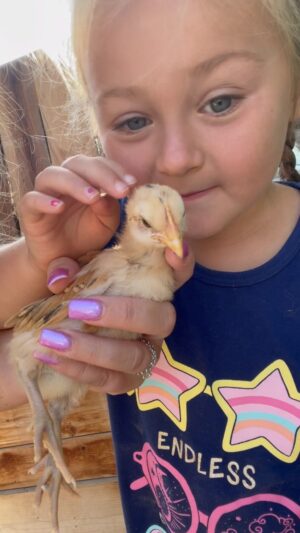 Ashley Davies Instagram - “Cherishing moments with my animal-loving daughter and these sweet baby chicks! 🐥👧💖 #MotherDaughterBond #FarmLife #ChickensOfInstagram #ToddlerAdventures #NatureExploration #MemoriesInMaking #KidsAndAnimals #JoyfulParenting #LearningThroughNature #reelsinstagram#mom