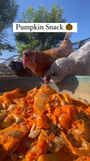 Ashley Davies Instagram - Mom’s Secret Weapon: Pumpkin & Cinnamon Mash for Happy Hens! 🎃🐔

🌾 Nutritional Goodness: Pumpkins are a mom-approved source of vitamins, minerals, and fiber, keeping our feathered friends healthy and strong.

🍂 Boosts Immunity: The antioxidants in pumpkins give our hens an extra defense against common ailments, ensuring they stay happy and active.

🌽 Gentle on Tummies: Pumpkins’ natural fiber promotes healthy digestion, preventing any tummy troubles for our beloved flock.

🌈 Beautiful Feathers: The beta-carotene in pumpkins enhances feather color, making our hens look absolutely stunning.

🌿 Mom’s Spice Trick: Adding cinnamon to their mash not only adds a delicious flavor but also provides potential anti-inflammatory benefits.

🍽️ Mash Time Fun: Watch as our hens eagerly peck at their pumpkin and cinnamon mash, bringing joy to their day!

#FarmLife #HappyHens #PumpkinMash #CinnamonDelight #HealthyChickens #FarmFreshGoodness #RealisticFarmLife #FeatheredFriends #NaturalNutrition #PumpkinPower #FarmMom #FarmLifeLove #BackyardChickens #HomesteadingLife #FarmToTable #SustainableLiving #HarvestHappiness #FarmLifeBalance