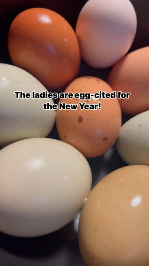 Ashley Davies Instagram - Egg-cited to hatch new family memories in 2024! 🎉🐣 May our nest be filled with love, laughter, and lots of colorful eggs. Here’s to a year of feathered fun! 

#FamilyFlock #EggstraSpecialMoments #CluckinGoodTimes #Farmlife #Farm #Chickens #FamilyTime #Homegrown #Eggstagram #Feathers