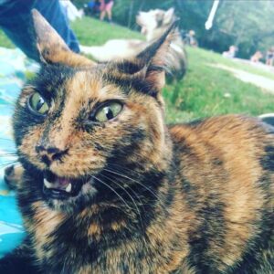 Ashley Jordyn Instagram - #caturday at the park... this is actually her meditating/sleeping. She is blind so she sometimes does so with her eyes open. Lol....the dog prefers the grass...#bestfriends #adoptdontshop #differentnotbroken