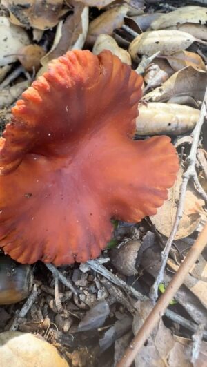 Ashley Scott Instagram - The mushrooms were peeking out today. So many different varieties. I’m looking forward to the 17th with @farrandwild he’s going to take a few of us out to explore and not get poisoned. 😂 #mushroom #fungi #mushroomhunting