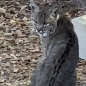 Ashley Scott Instagram - I spyed this beautiful bobcat today.