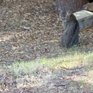 Ashley Scott Instagram - I spyed this beautiful bobcat today.