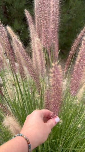 Ashley Scott Instagram - These beautiful Grasses captured my attention today. We were together in the moment. I observed how the beautiful crimson seed pushed through the tall young grass and the seeds became fluffy and light. Preparing for their journey,  seedling to maturity both equally magnificent.  The seed will float through our canyon or attach to someone or something and then hopefully someday it will nestle into fertile ground.  In this ground it will either lay dormant or it will sprout into action. It will know exactly when the environment is right.  I find all of this magical and really enjoyed my time noticing the beauty of the breeze and grasses dancing together.  I don’t know how many others will be as moved as I was but sharing just the same.  Sending love and light on fluffy light seed pods to all of you.  #natureisnurture #crimsonmountiangrass