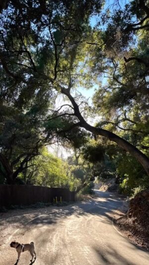 Ashley Scott Instagram - My walk tonight was marvelous. Here’s to a good nights sleep. 🫶