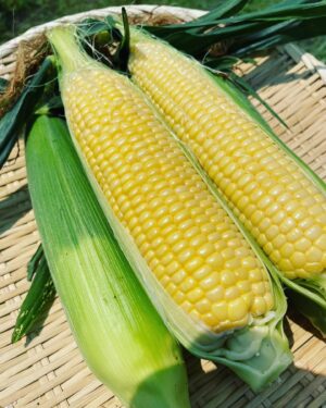 Asuka Kudo Instagram - 今年1発目のトウモロコシ🌽
今日、いちやまマートさんで販売させて頂いております🙇
もうあと残り少しらしく、手にとって頂いた方々ありがとうございます🙇

美味しい！めっちゃ美味い！など、かなり励めになり来年また喜んで頂けるよう力になります😭
もっと頑張るぞー🫡

#スイートコーン
#トウモロコシ
#農業
#感謝
#美味しさを共有したい
