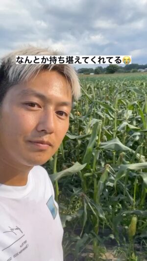 Asuka Kudo Instagram - ストーリーに載っけたけど、こちらにも🫡
ついに明日収穫1発目👍
気合い入れて作業するぞー😆

#スイートコーン#トウモロコシ
#農業#収穫