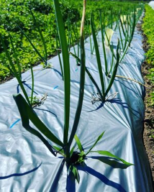 Asuka Kudo Instagram - 最近は、ニンニクの植え付けを10,000株🧄
さやあかね（ジャガイモ）の出荷🥔
ビーツ2種類、長ネギ、大根4種類、白菜2種類。
そしてこれから、サツマイモ2種類、里芋、生姜の収穫が控えてます🙇
新しい農業の番組も先週から始まり、自然の魅力、人との繋がり、感謝の気持ちでいっぱいです。
ドラマの撮影もしながら、作業するのは大変な時もありますが、周りの人の協力や理解してくれる環境にも感謝です。

僕が作った野菜をなるべく多くの方の元へ届けられるよう頑張ります☺️

#農業#長ネギ#ビーツ#白菜
#さやあかね#大根#サツマイモ
#ニンニク#里芋#生姜
#自然の魅力
