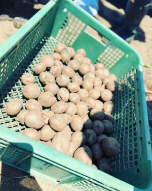 Asuka Kudo Instagram - ストーリーでも載せましたが、今年のジャガイモの定植🥔
今年は、「さやあかね」と「インカのめざめ」を植えました☺️
「さやあかね」は北海道で主に作られてるジャガイモで、本州で本格的に生産するのは、、、初めて？なのかな？他の農家さんでも作ってたりするらしいんですが、本格的にやるのは初めてらしいです。
もし、違ってたらすみません。
むしろ教えてください😅

3枚目の写真は、有吉ゼミのディレクターをしている方の家族が遊びに来てくれました☺️
なので、ジャガイモの植え付けを体験してもらいました！
僕がずっとやりたかった事の一つです🙇
農業の魅力を次の世代の人達に伝えていける手伝いをさせて頂けたらという思いがあって！
4枚目の写真は、マルチに穴を開ける道具です😂

#さやあかね#インカのめざめ
#農業#農業体験#ジャガイモ　
#北杜市