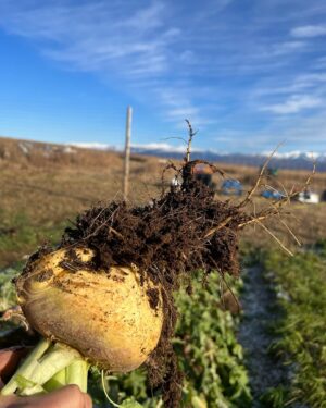 Atz Lee Kilcher Instagram - That’s it for garden veg, 16* F this morning. Got it all out of the ground and put away just in time. #soup #soupseason #subsistence #rootcellar