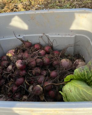 Atz Lee Kilcher Instagram - That’s it for garden veg, 16* F this morning. Got it all out of the ground and put away just in time. #soup #soupseason #subsistence #rootcellar