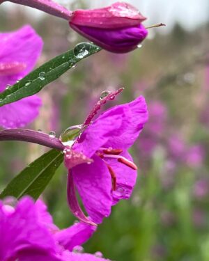 Atz Lee Kilcher Instagram - Alaskan wild flowers, some of the best people I know. 

#flowersforthewin