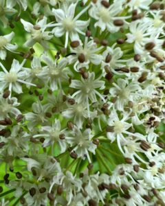 Atz Lee Kilcher Instagram - Alaskan wild flowers, some of the best people I know. 

#flowersforthewin