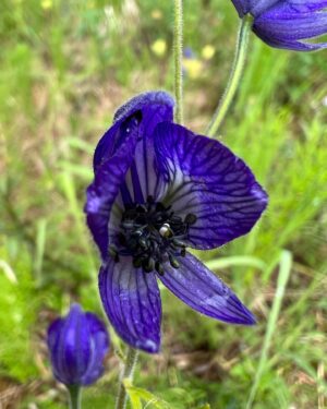 Atz Lee Kilcher Instagram - Alaskan wild flowers, some of the best people I know. 

#flowersforthewin